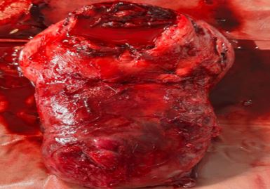 obstetrics_169_02.jpg
