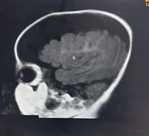 pedia_690_01.jpg