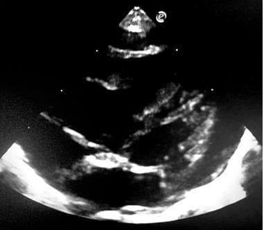 pedia_751_16.JPG